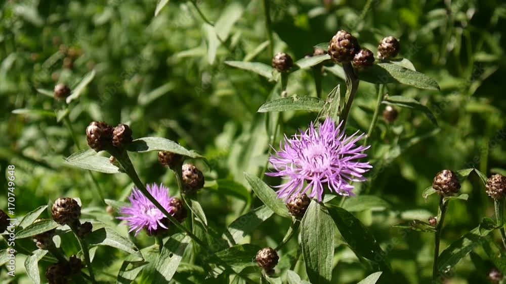 Meadow knapweed. Centaurea jacea flower in the summer field Meadow knapweed. Centaurea jacea flower in the summer field