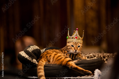 Cat king