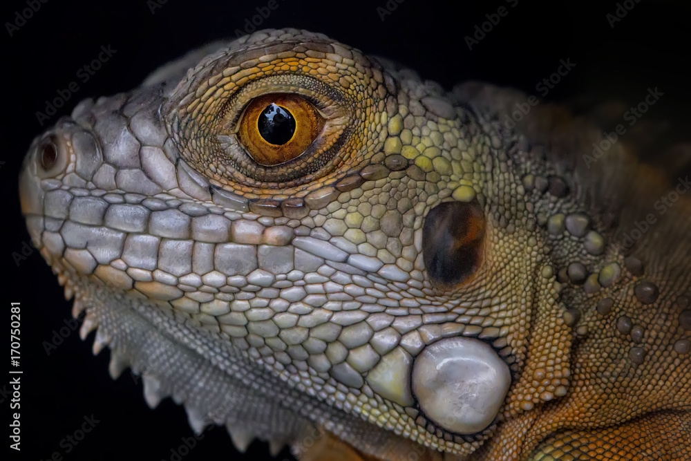 The Eye of Iguana The Eye of Iguana