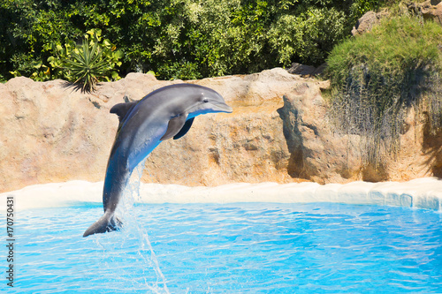 dolphins jump in the pool
