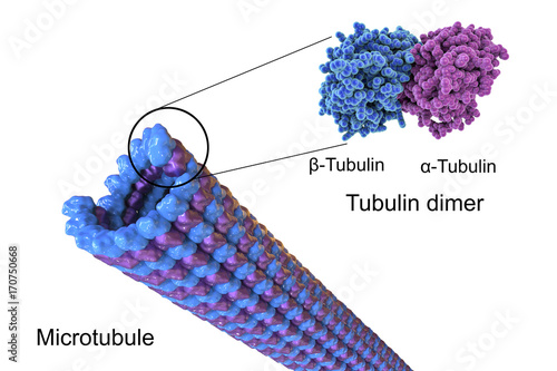 Structure of a microtubule, 3D illustration. Microtubule is composed of a protein tubulin, it is component of cytoskeleton involved in intracellular transport, cellular mobility and nuclear division photo