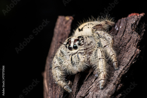 jumping spider Hyllus on a dry bark black background  extreme close up  Spider in Thailand