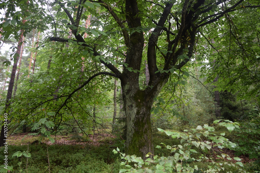 Naklejka premium Wald