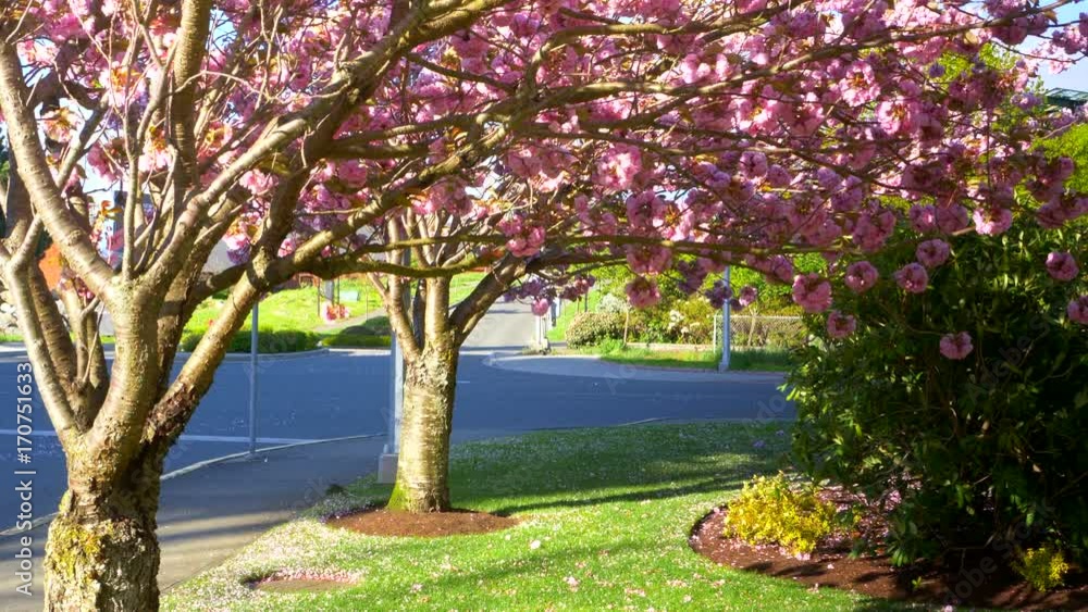 4K Slow Motion Cherry Blossom, Sakura Flower Petals, Japanese Nature Tree Petal 4K Slow Motion Cherry Blossom, Sakura Flower Petals, Japanese Nature Tree Petal