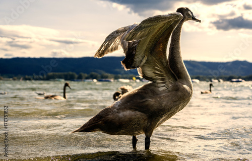 Schwan am Seeufer mit offenen Flügeln im Sepia Stil