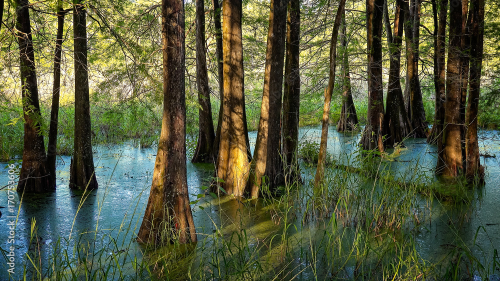 Obraz premium Bald Cypress Trees in Swamp in Louisiana