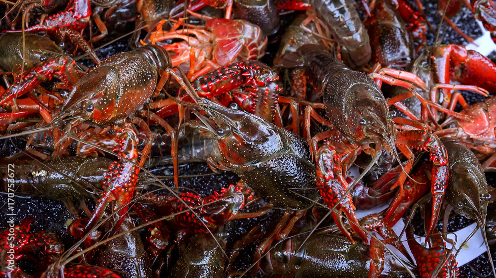 Fresh Live Crawfish For Sale in New Orleans - Closeup