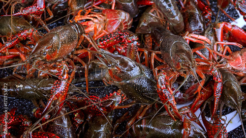 Obraz na płótnie Fresh Live Crawfish For Sale in New Orleans - Closeup w salonie