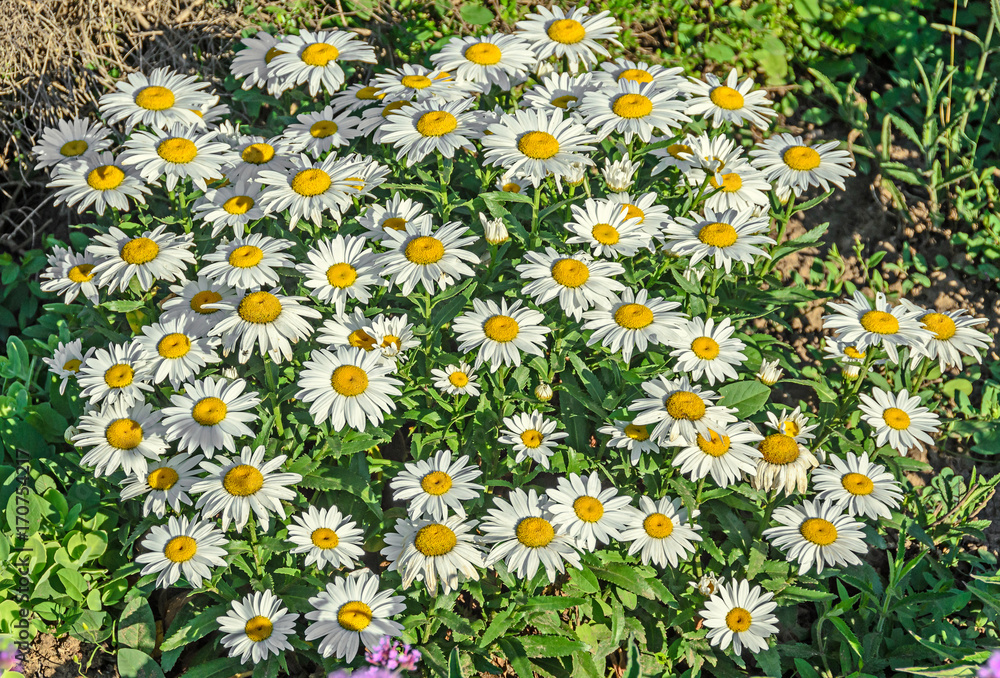 Fototapeta premium White daisy field flowers, margaret wild meadow, close up