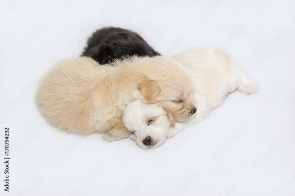 puppies are playing and sleeping together on the white fabric backdrop in studio puppies are playing and sleeping together on the white fabric backdrop in studio