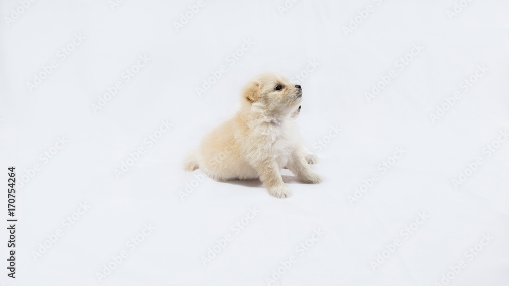 puppies are playing and sleeping together on the white fabric backdrop in studio puppies are playing and sleeping together on the white fabric backdrop in studio
