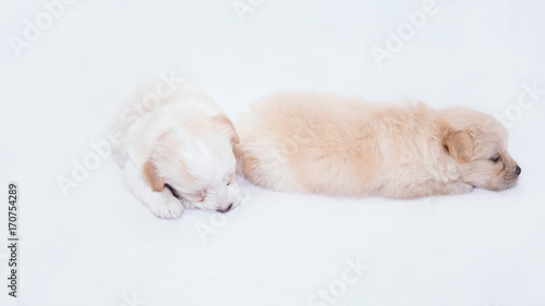 puppies are playing and sleeping together on the white fabric backdrop in studio © Apisit