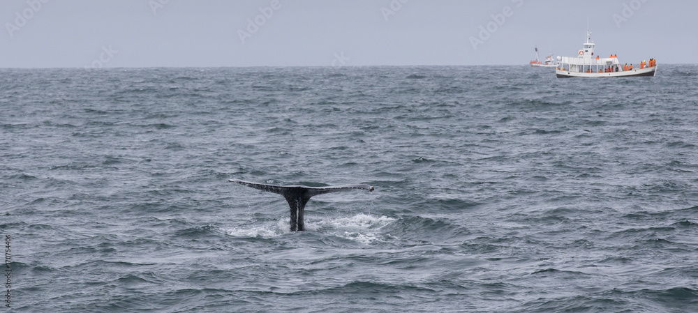 Naklejka premium humpback whale