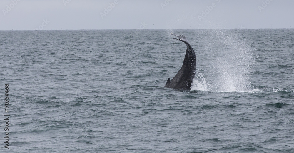 Fototapeta premium humpback whale