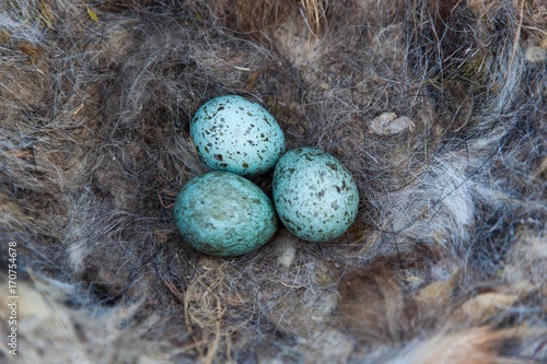 Common Raven (Corvus corax) - nest