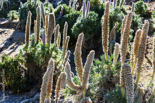 Flowers in Cordillera