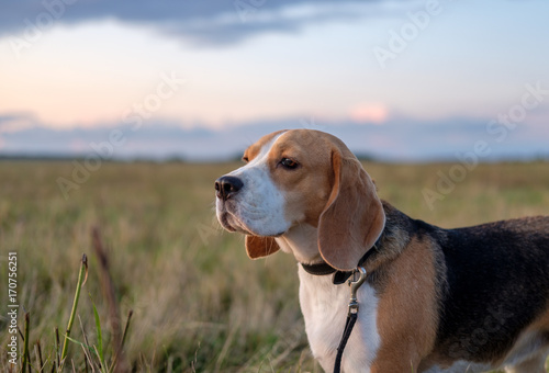 Beagle dog on walk in autumn at sunset