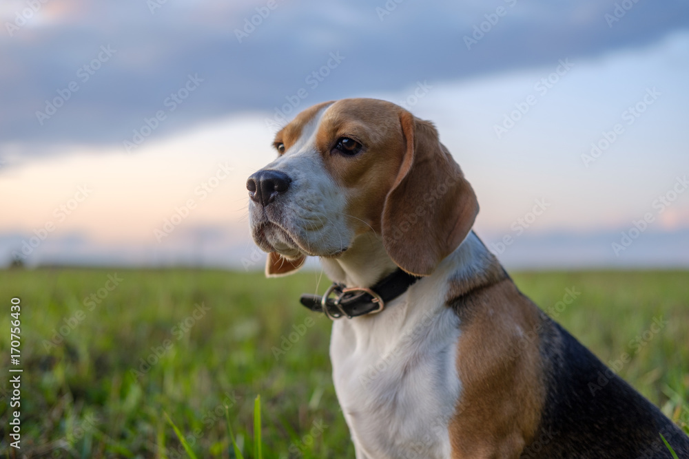 Beagle dog on walk in autumn at sunset