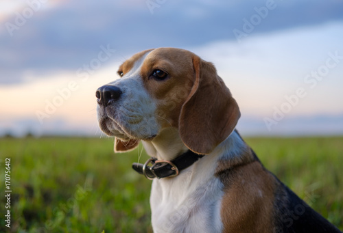 Beagle dog on walk in autumn at sunset