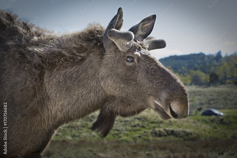 Eurasian Elk Eurasian Elk