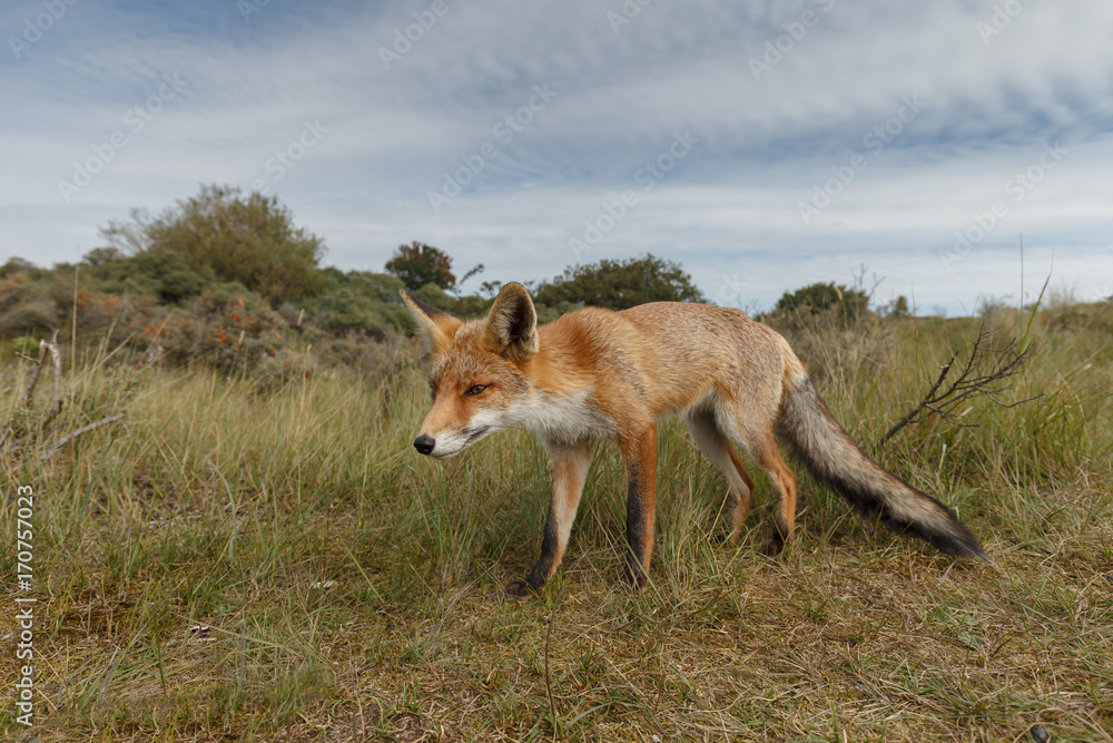 Fototapeta premium Juvenile Red fox in nature