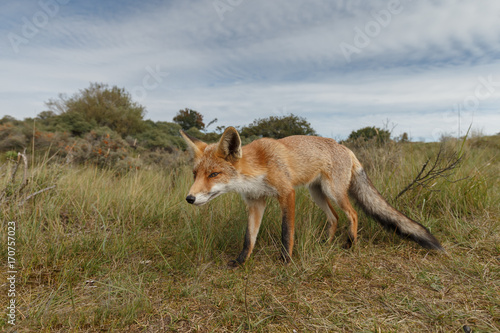 Juvenile Red fox in nature