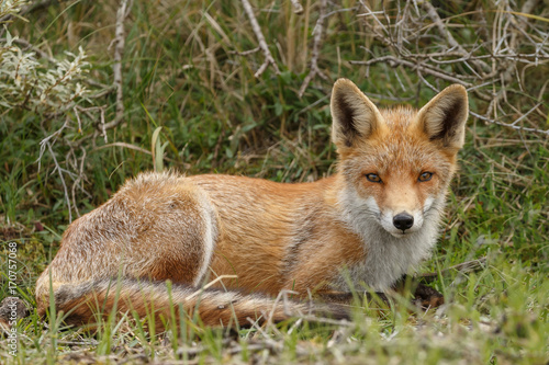 Juvenile Red fox in nature