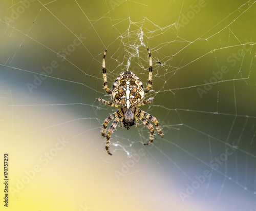 European Garden Spider or Cross Orb-Weaver Eating a Captured Fly