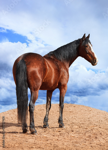 Portrait of Bay horse on the background of cloudy sky