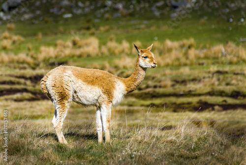 Vicuna Gazing in Field