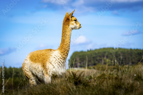 Vicuna Gazing in Field