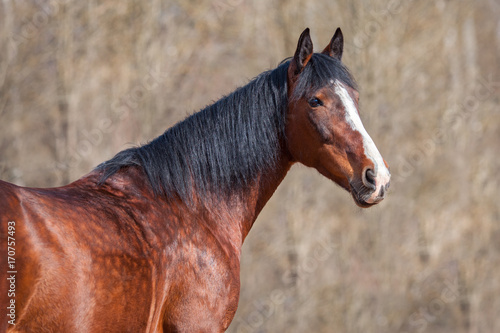 Portrait of Bay horse on a brown background