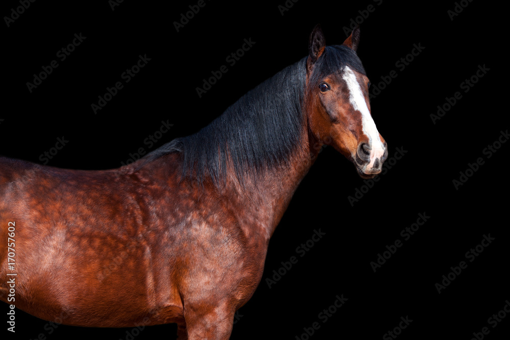 Portrait of Bay horse on black background