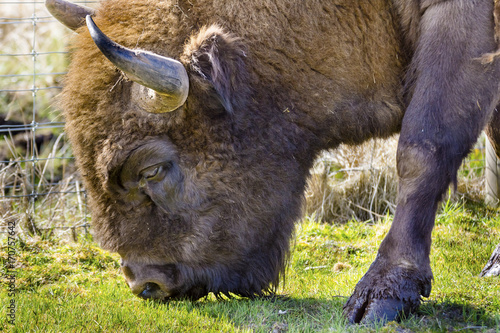 Young Highland Bull