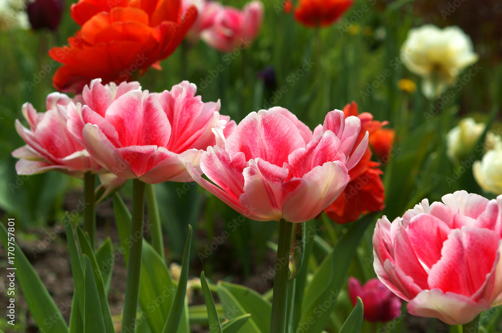 Fototapeta premium Tulip, flower, spring, garden, bloom, blossom, flora, botany