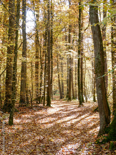 Fototapeta Naklejka Na Ścianę i Meble -  Chemin dans une forêt à l'automne