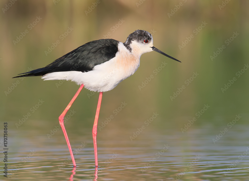 Obraz premium Close up Black winged stilt with water reflection in soft morning light