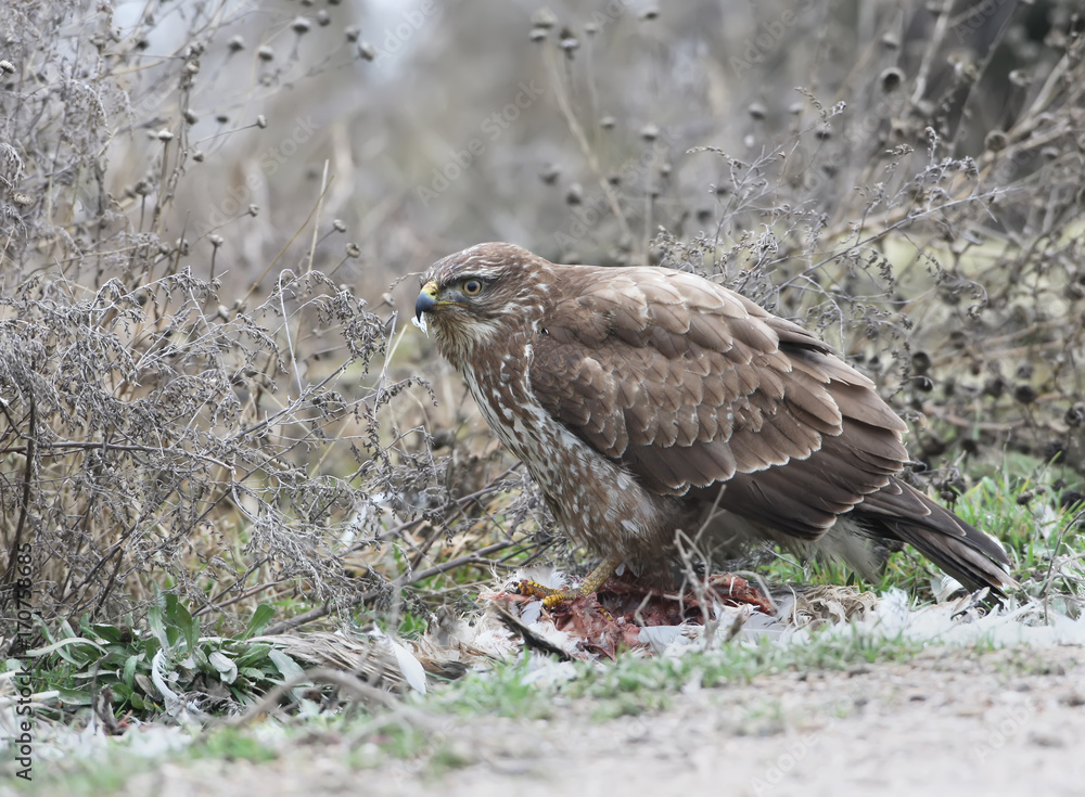 Fototapeta premium Common buzzard sits on the ground and eat a gull
