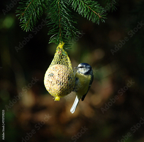 Blaumeise pickt am Meisenknödel
