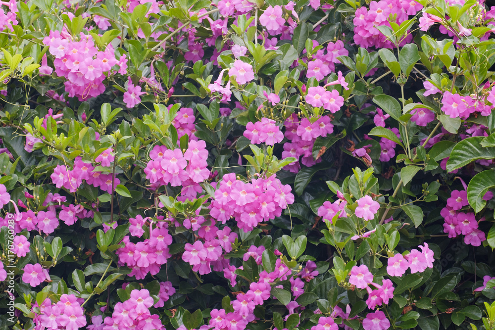 Flower / View of pink flower in the garden. Flower / View of pink flower in the garden.