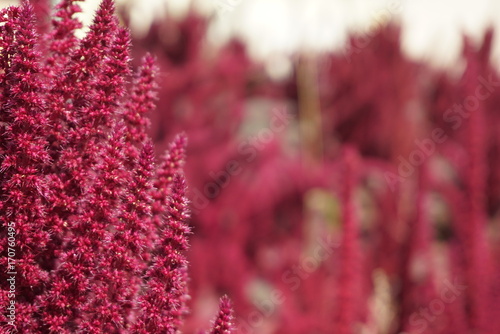 Red amaranth (Amaranthus cruentus) inflorescence closeup on sunny day