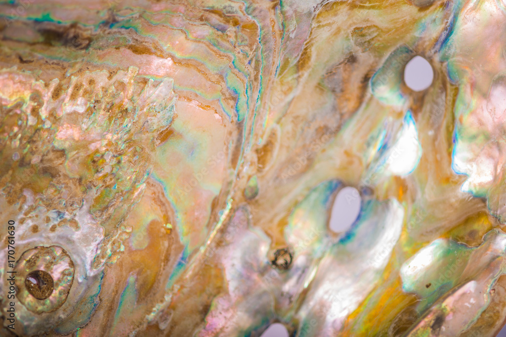 Fototapeta premium Abalone Inside