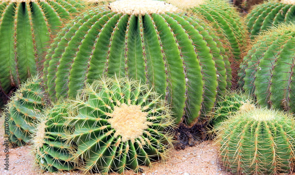 Exotic giant round cactus in Thailand garden Exotic giant round cactus in Thailand garden