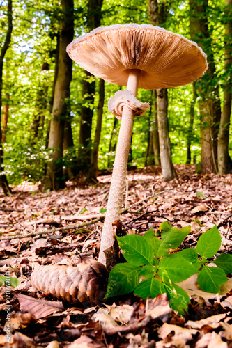 A large poisonous tubal mushroom (Amanita phalloides) grows in the forest near Marburg. photo