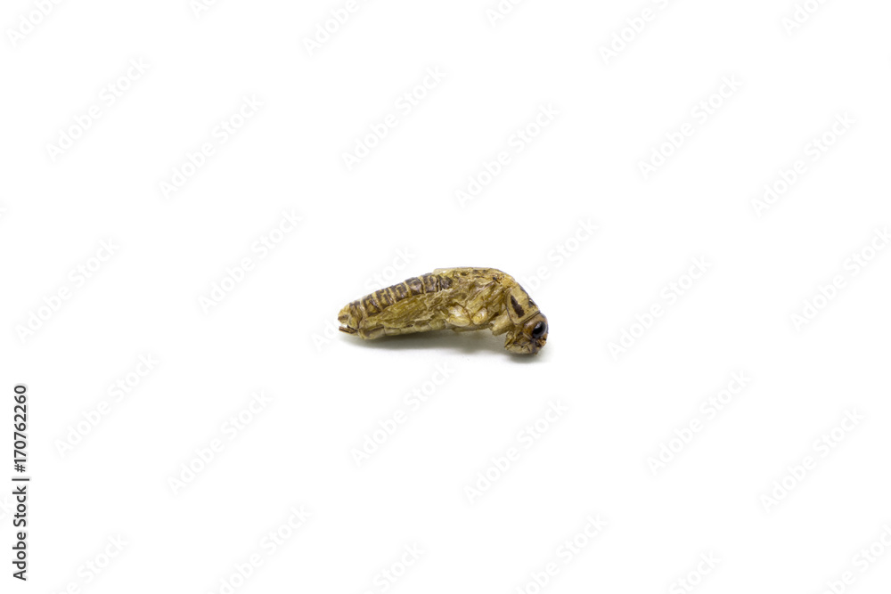 Cricket, Gryllidae, Acheta domesticus, High protein food, Isolated on white background Cricket, Gryllidae, Acheta domesticus, High protein food, Isolated on white background