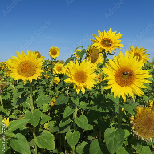 Large sunflower against blue sky in summer