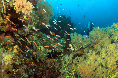 Fototapeta Naklejka Na Ścianę i Meble -  Scuba Diving in Dampier Strait, Raja Ampat, Indonesia