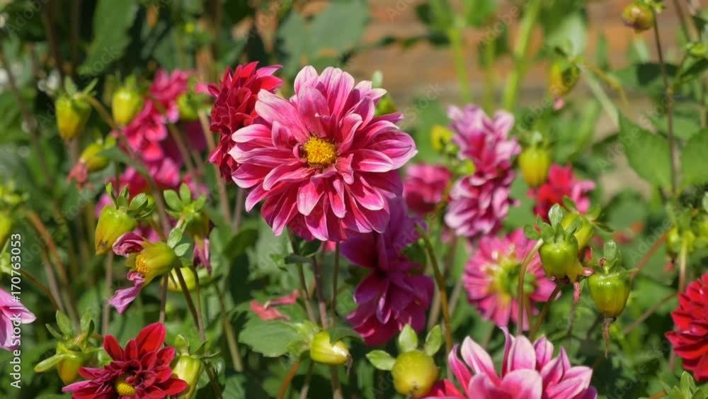 A large beautiful flower grows in the home garden. A large beautiful flower grows in the home garden.