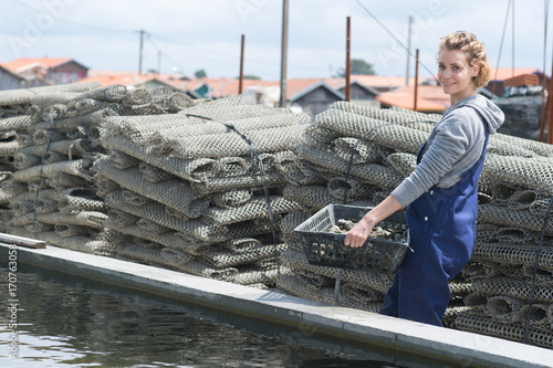 worker in oyster farm collecting cages with oysters