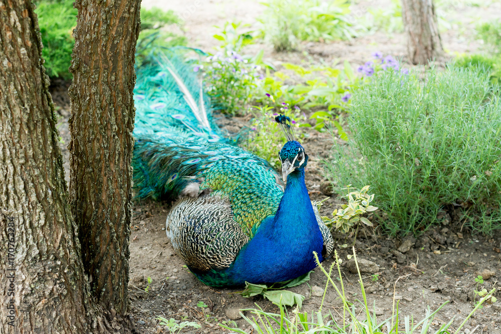 A handsome, proud male peacock walks through the summer park. A handsome, proud male peacock walks through the summer park.